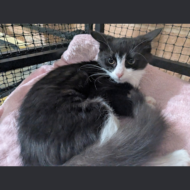 Photo of Misty