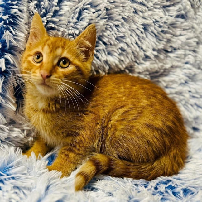 Photo of 11647   Chook