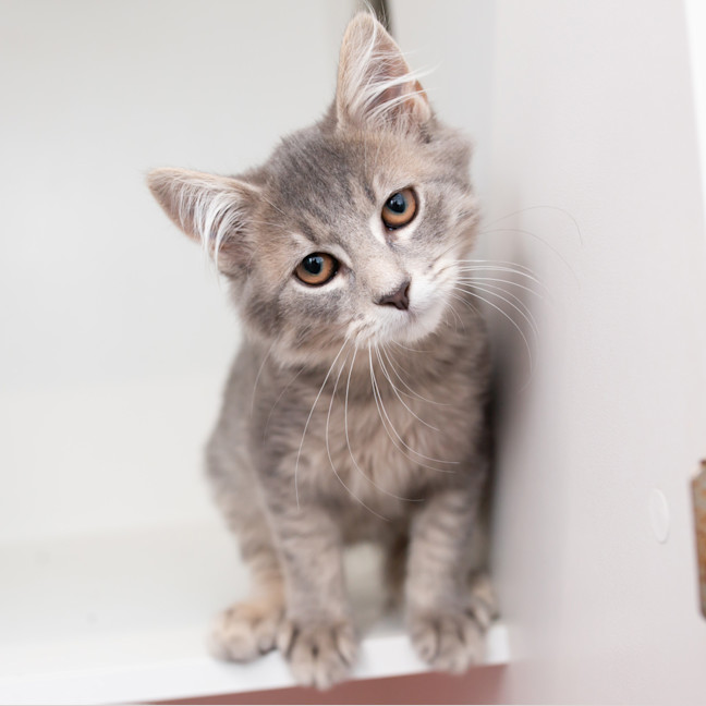 Photo of Puff (Previously Hudson)