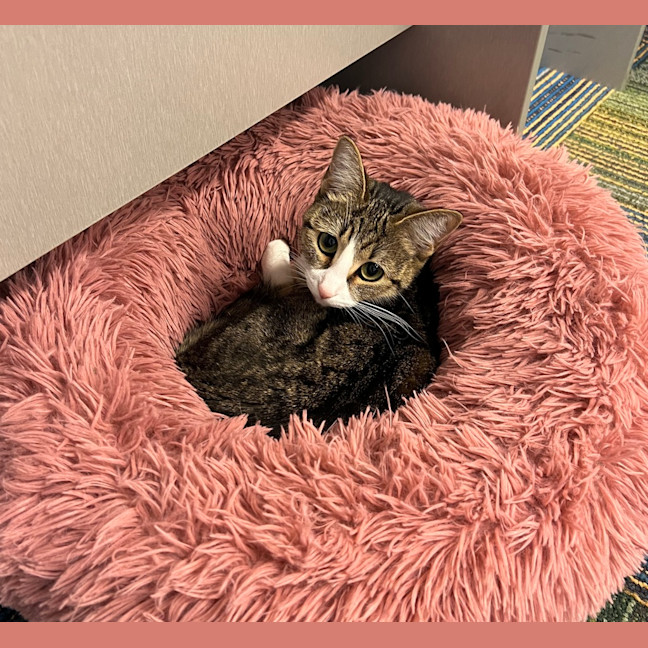 Photo of Mitzy