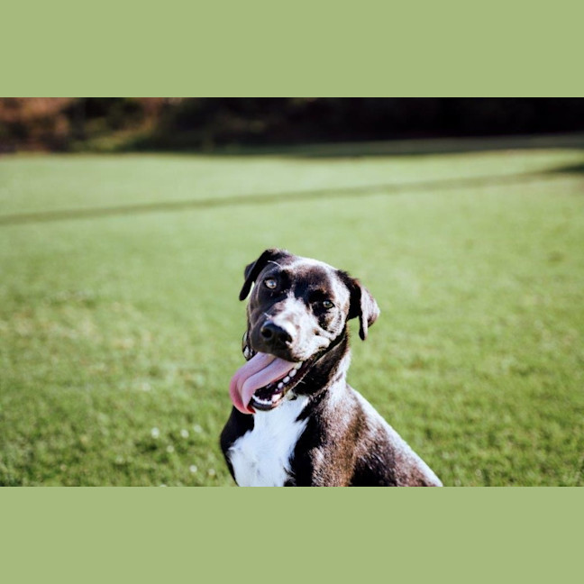 Photo of Toby Kumara