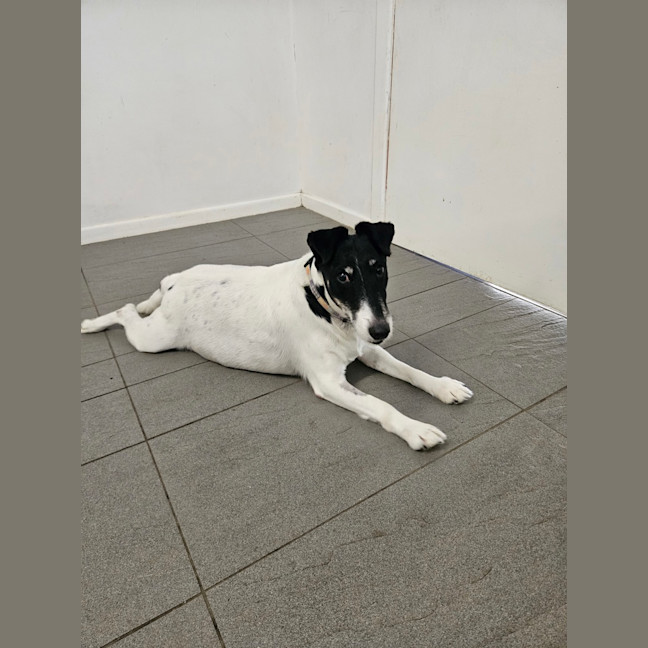 Photo of Cookie