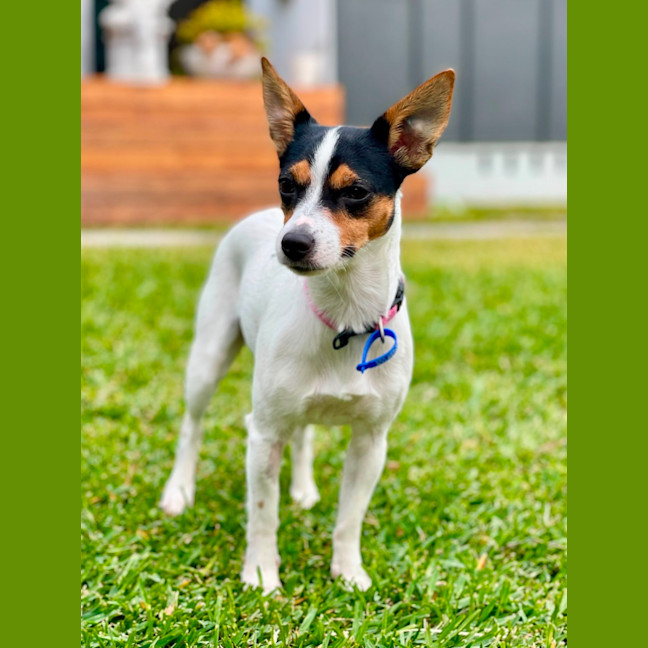Photo of Panda   1.5 Year Old Mini Fox Terrier X