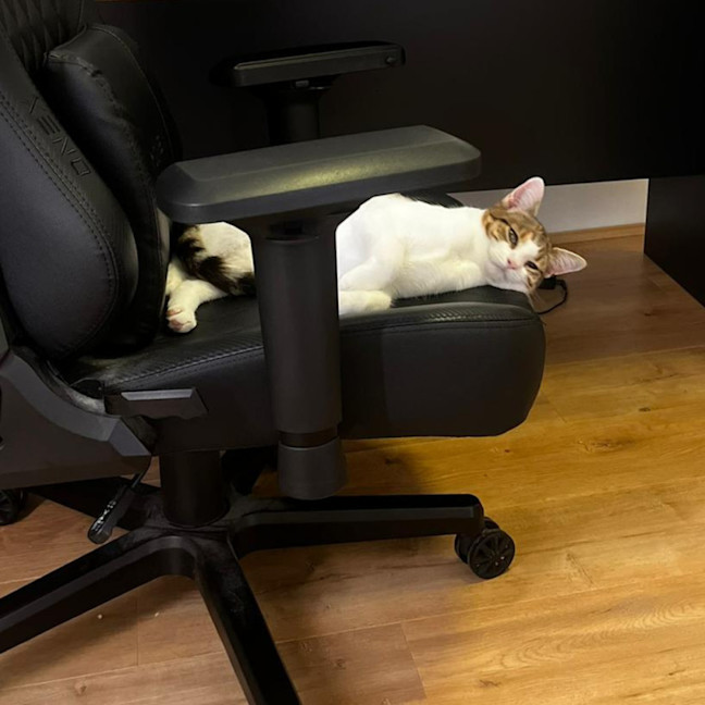 Photo of Spice