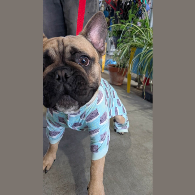 Photo of Milo