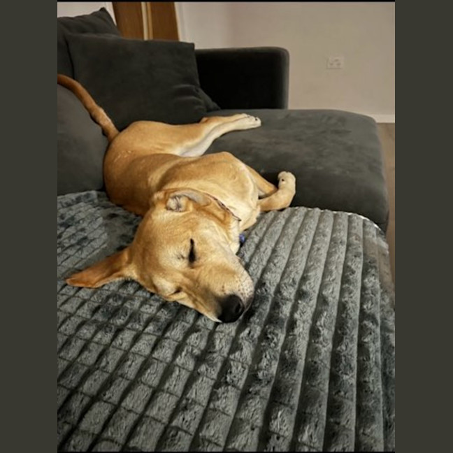 Photo of Kelly   15 Month Old Ridgeback X