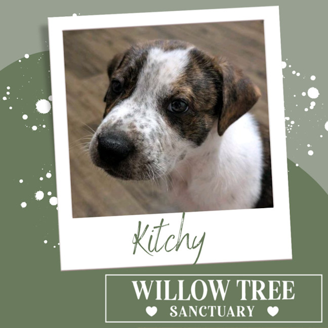 Photo of Kitchy