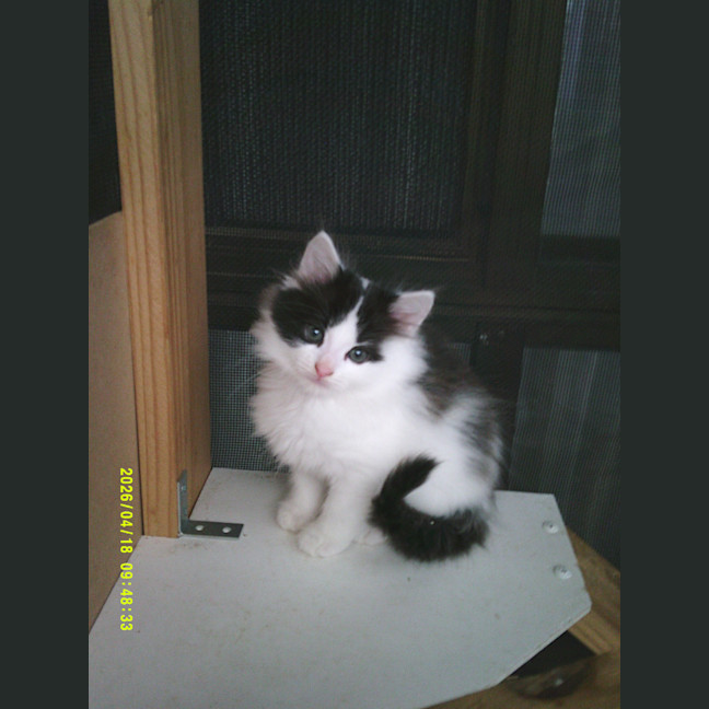 Photo of Munchkin Barclay