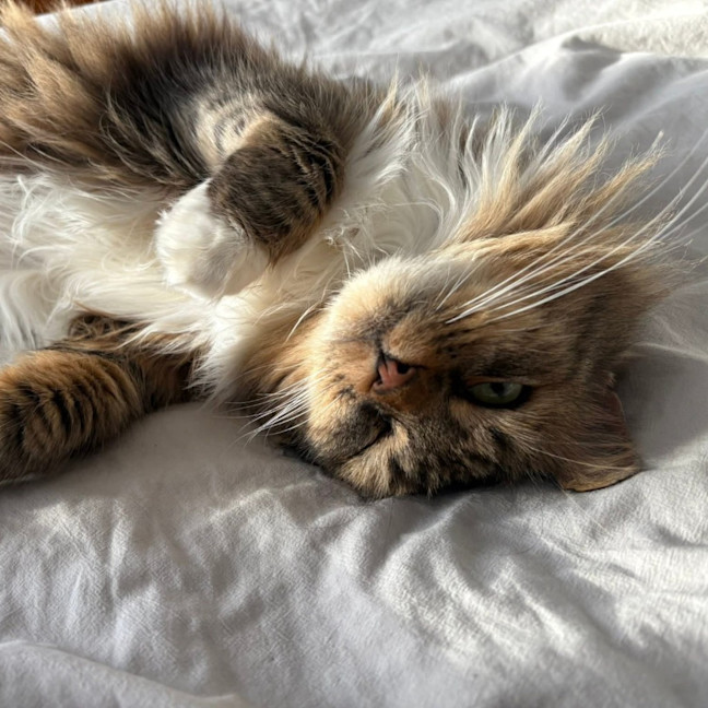 Photo of Daisy