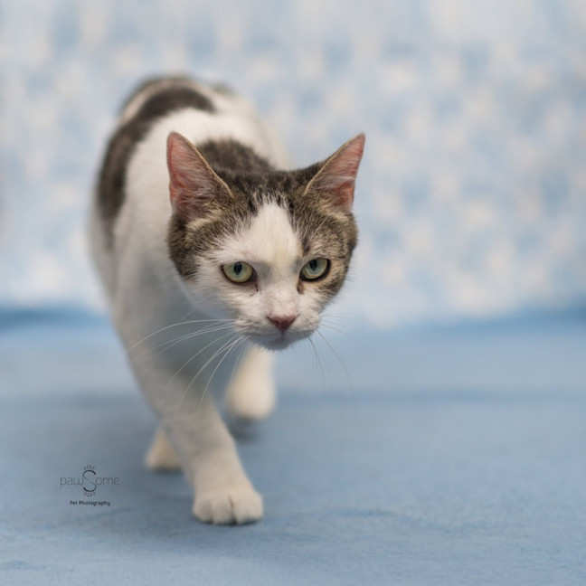 Photo of Blossom **2nd Chance Cat Rescue**