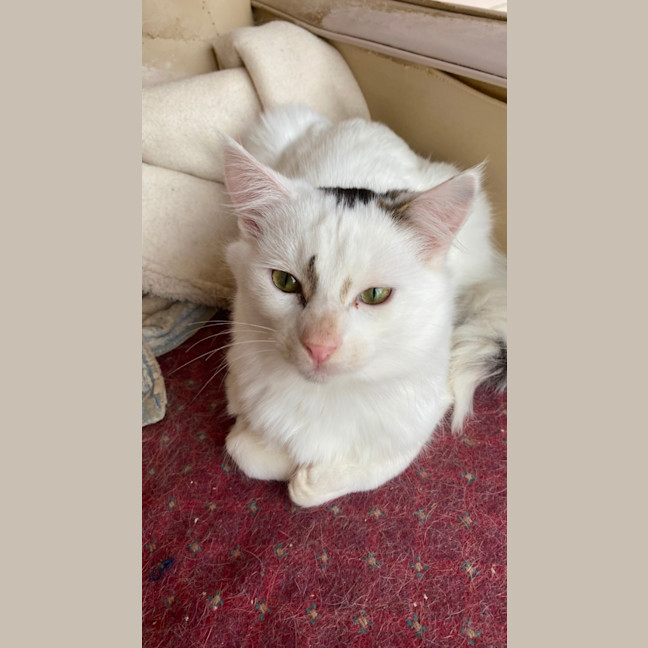 Photo of Nio   In Foster Care In Clayton