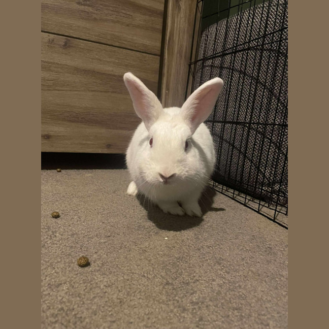 Photo of Happy Gizmo