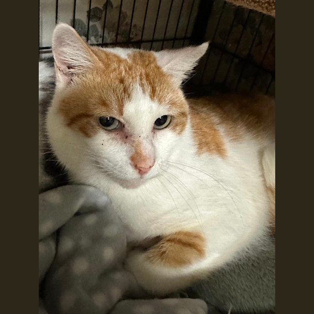 Photo of Aladdin And Jasmine