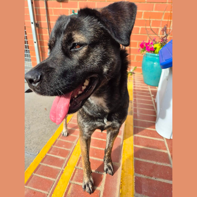 Photo of Lucy! 💛