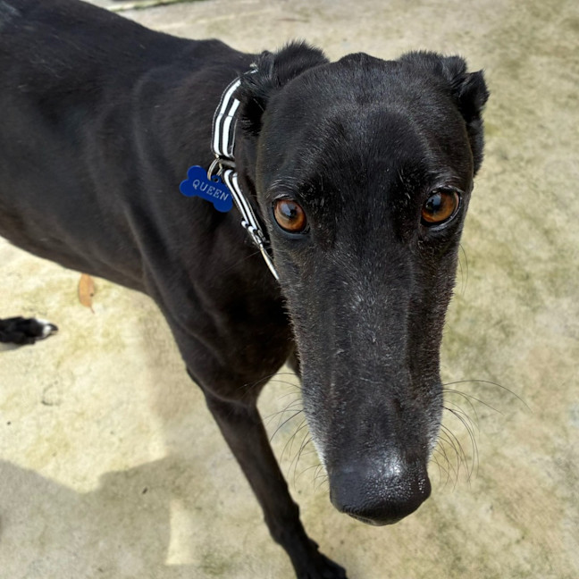 Photo of Queen The Greyhound
