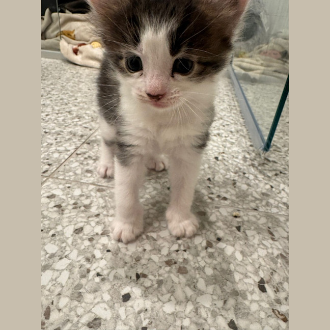Photo of Chococat