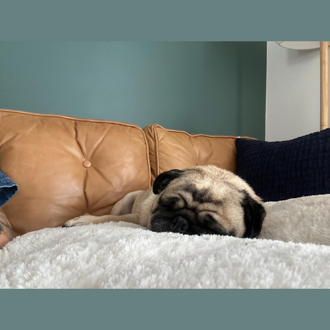 Photo of Skye   7 Year Old Pug