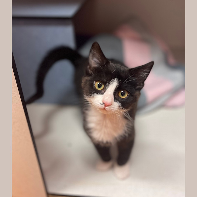 Photo of Ozzie