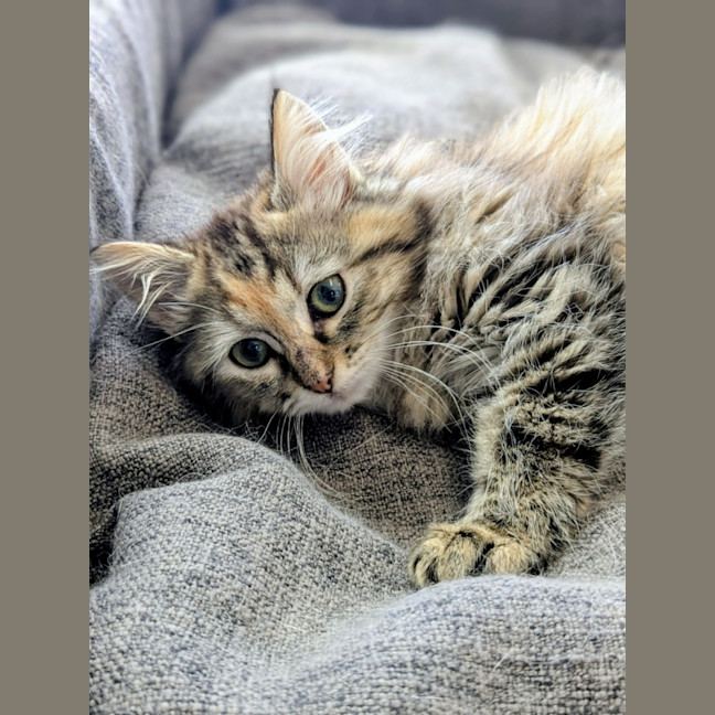 Photo of 🧁 Busby 5883 🧁