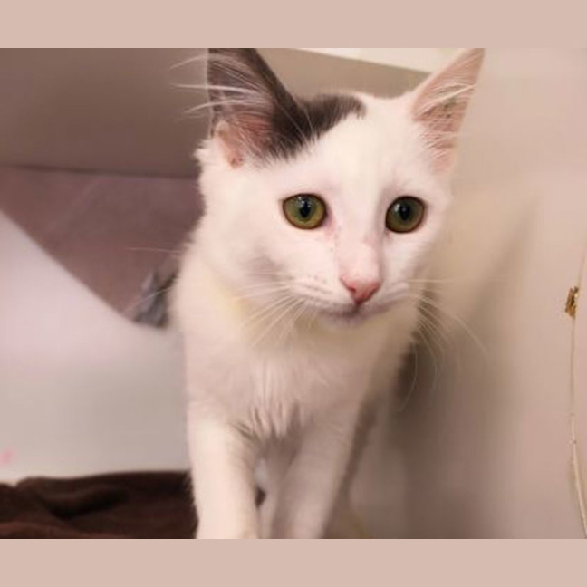 Photo of Pearl