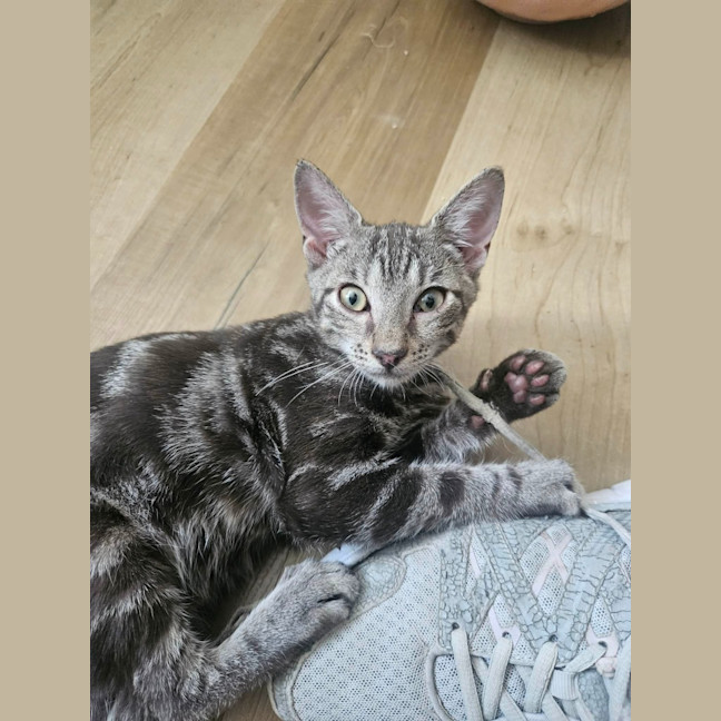 Photo of Banjo