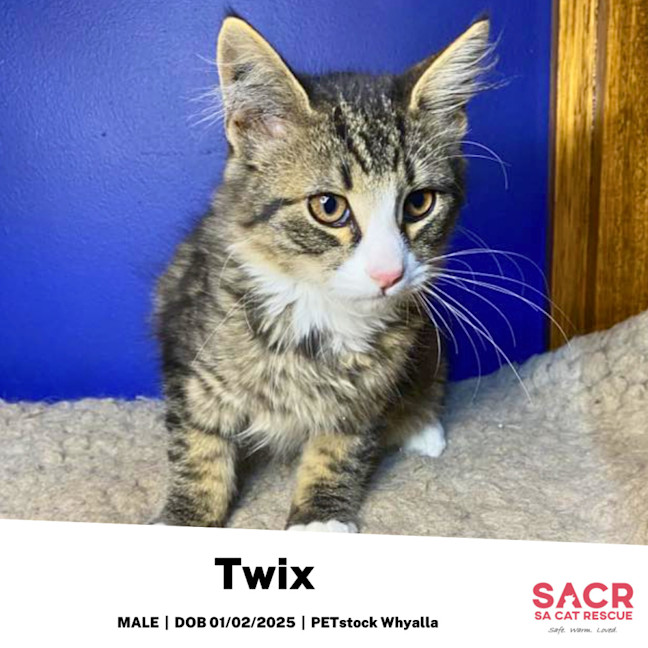 Photo of Twix