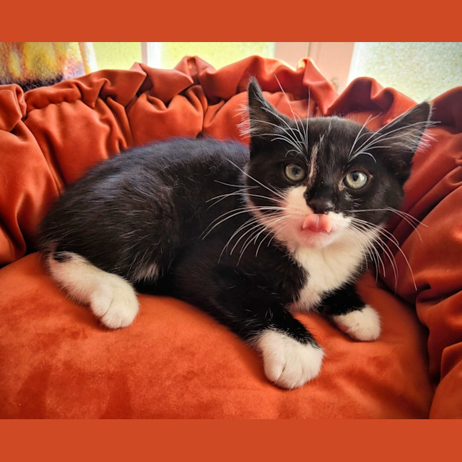 Photo of Beetlejuice 