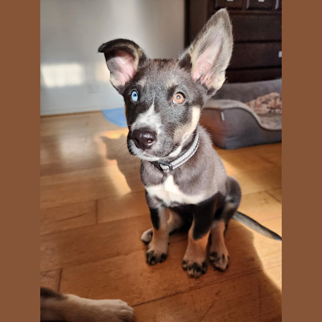 Photo of Chinook