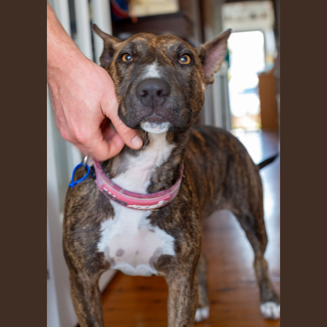 Photo of Pepper   2 Year Old Staffy X