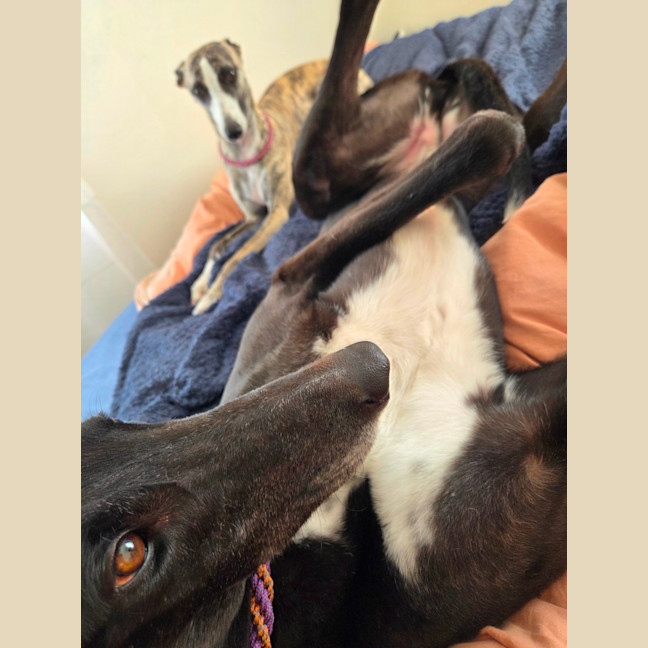 Photo of Drew, The Greyhound