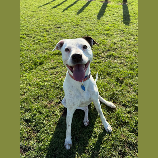 Photo of Dixie