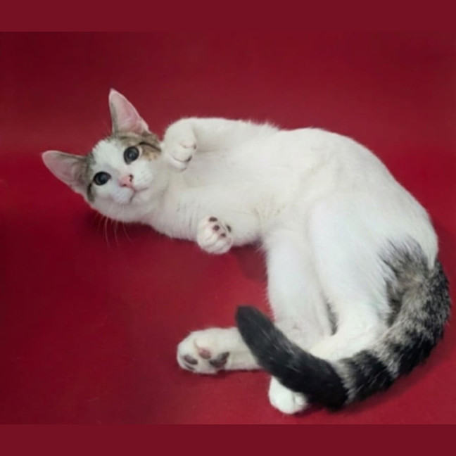 Photo of Cupcake And Friends