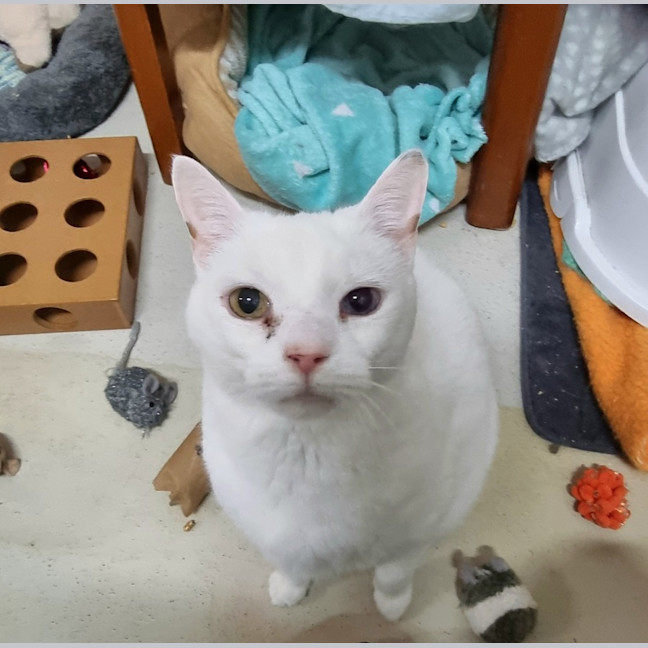 Photo of Cruiser