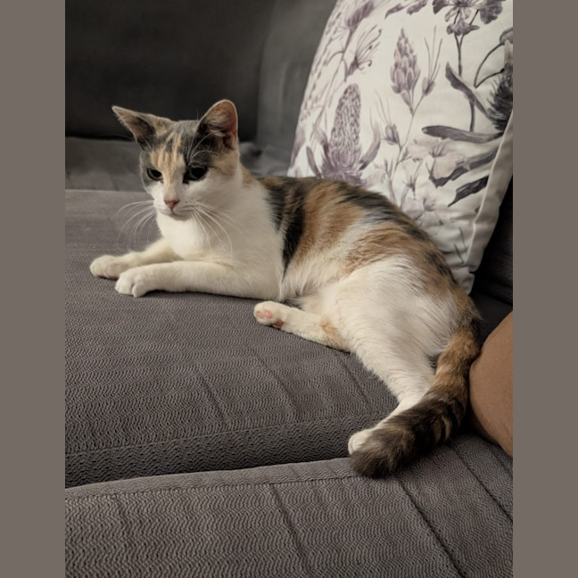 Photo of Pumpkin Nikki
