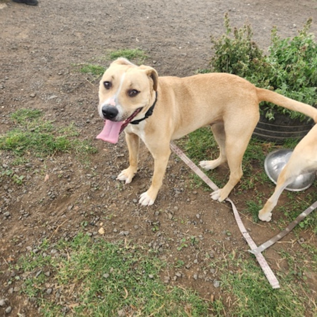 Photo of Bailey (68546)