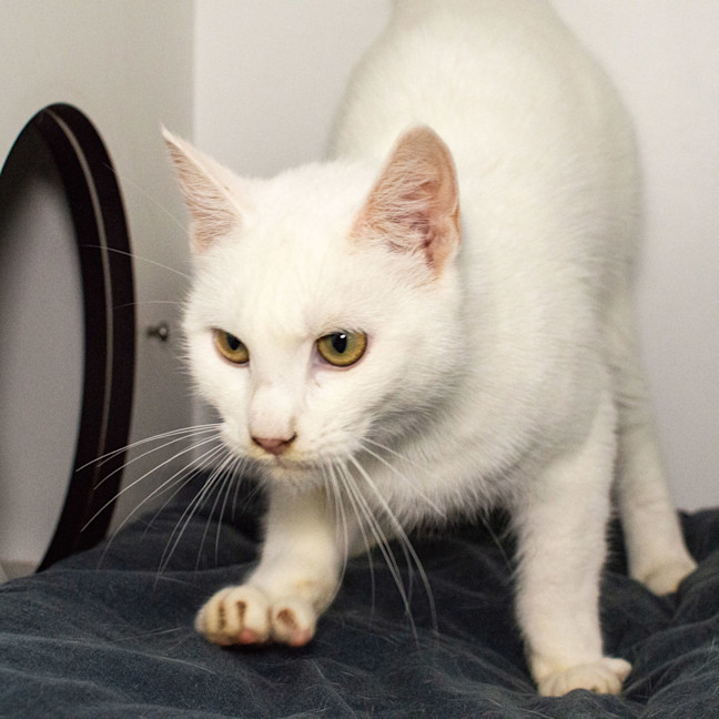 Photo of Snowy