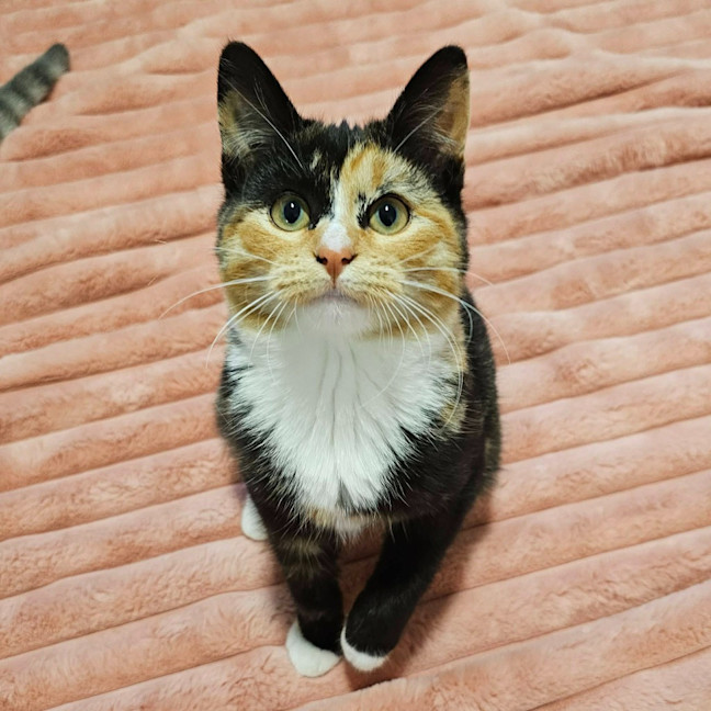 Photo of Button
