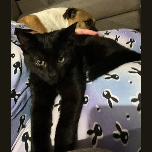 Photo of Pepper