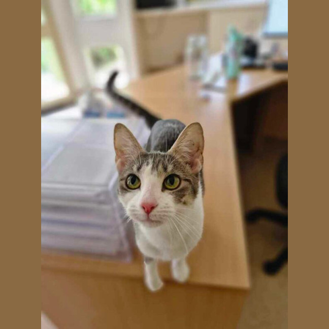 Photo of Lily