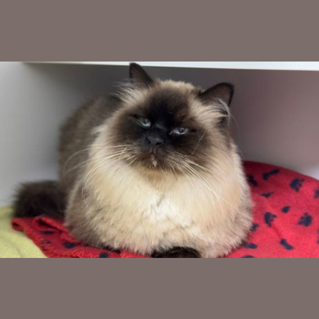 Photo of Chewy