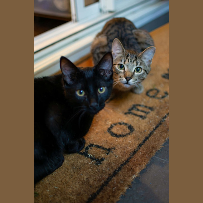 Photo of Fang & Katsu 