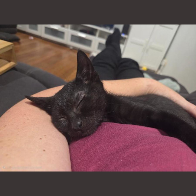 Photo of Alfie