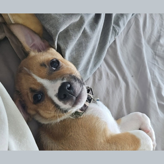 Photo of Chestnut