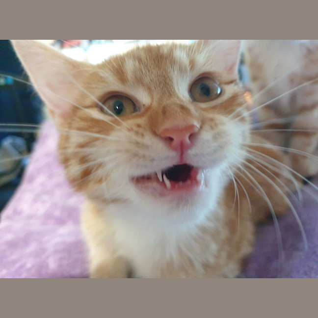 Photo of Maple Syrup