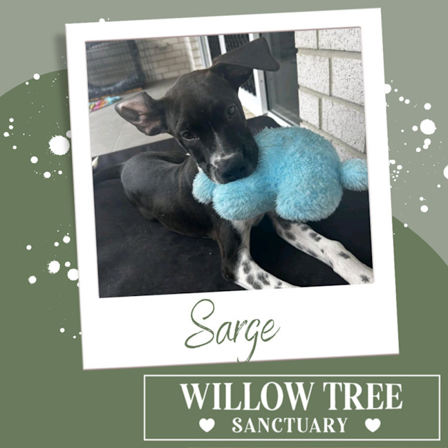 Photo of Sarge