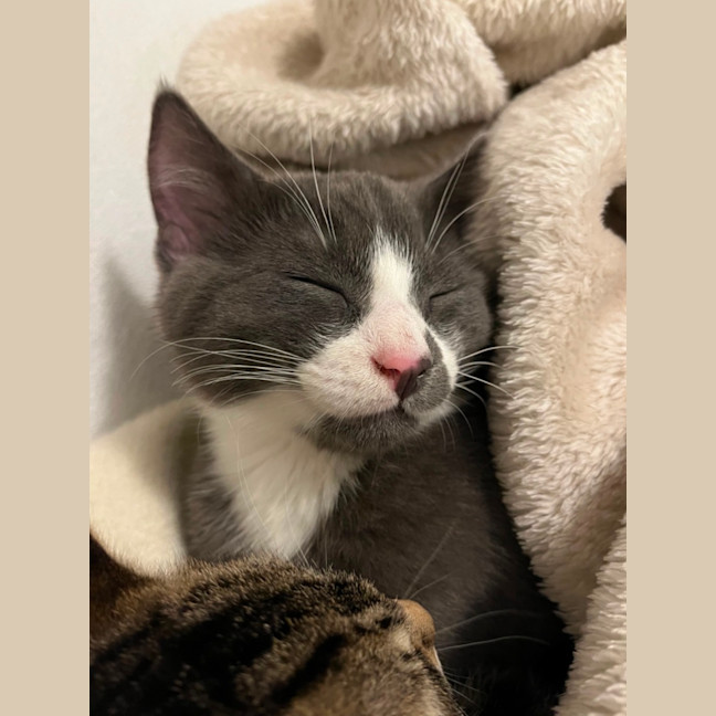 Photo of Chunk & Cheek