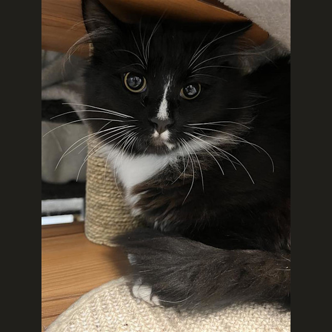 Photo of Sylvester