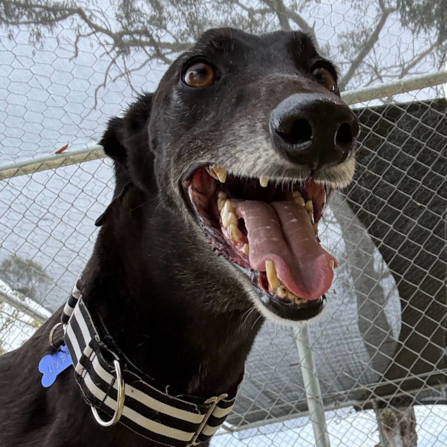 Photo of Queen The Greyhound