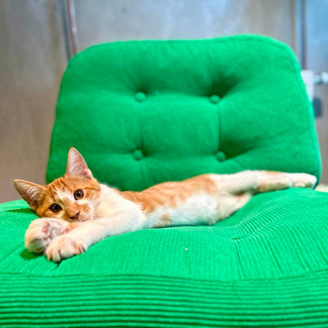 Photo of Tango   In Foster Care In Brunswick East