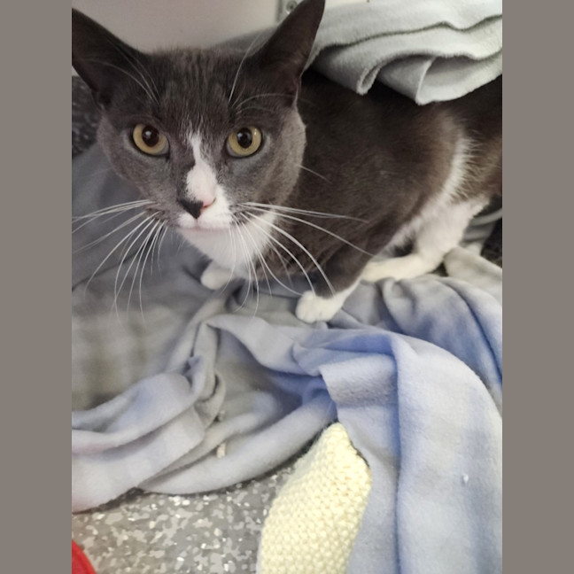 Photo of Spud And Socks